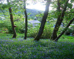 Blue bell wood 